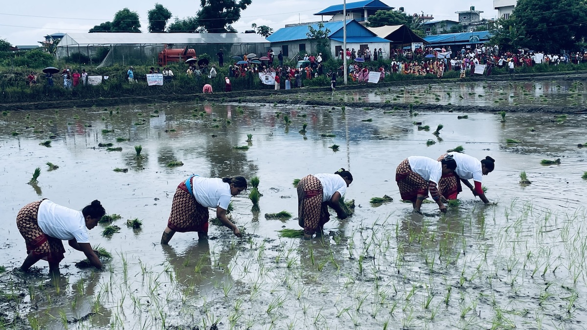 chitawan-dhaan1-1751212674.jpeg