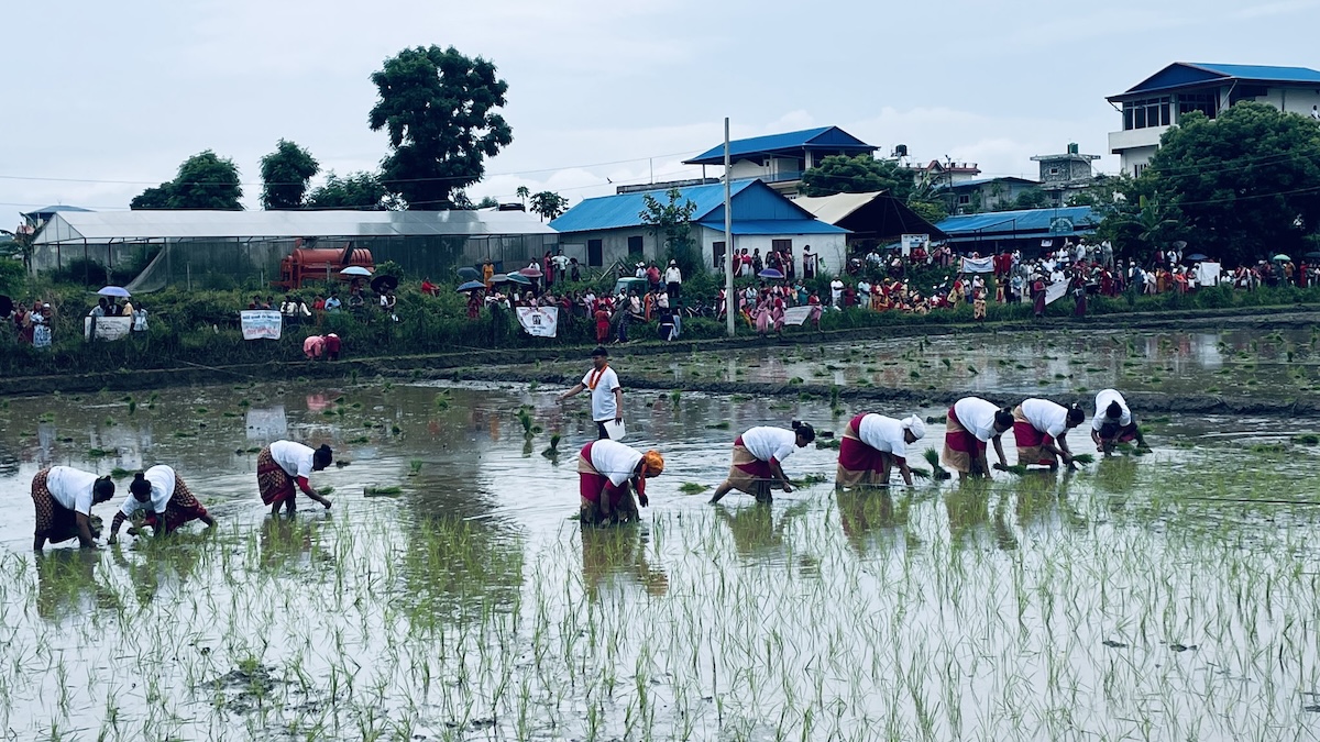 chitawan-dhaan11-1751212904.jpeg
