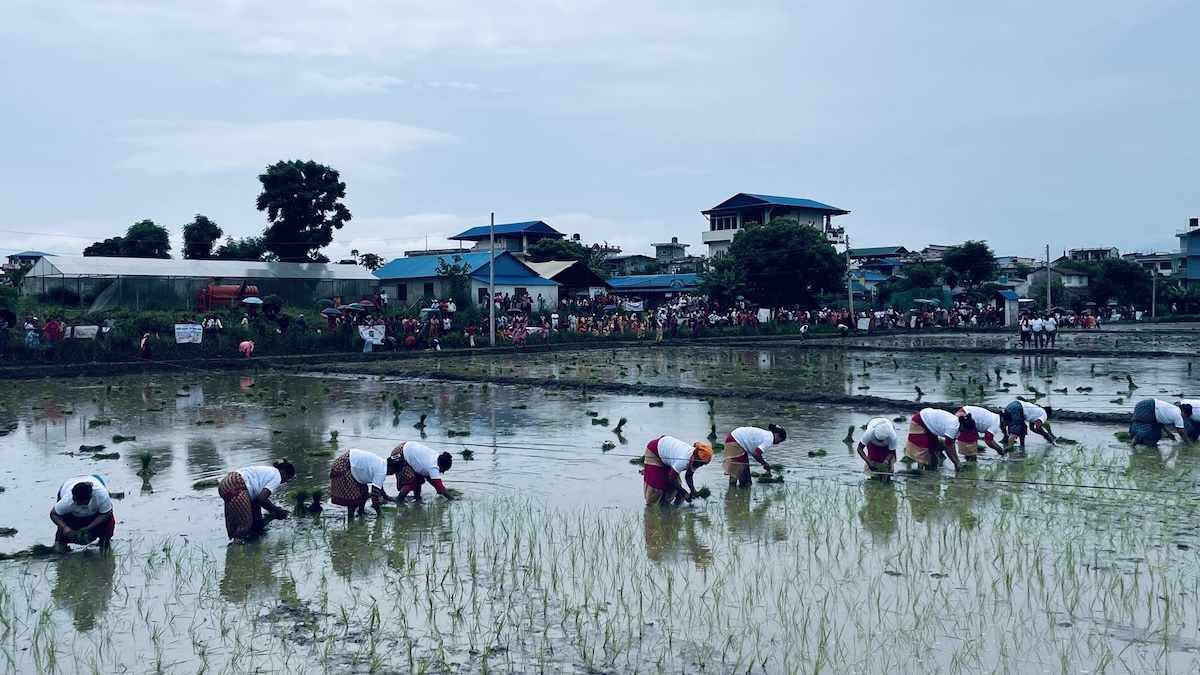 chitawan-dhaan12-1751212904.jpeg