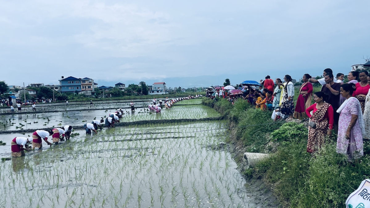 chitawan-dhaan3-1751212675.jpeg