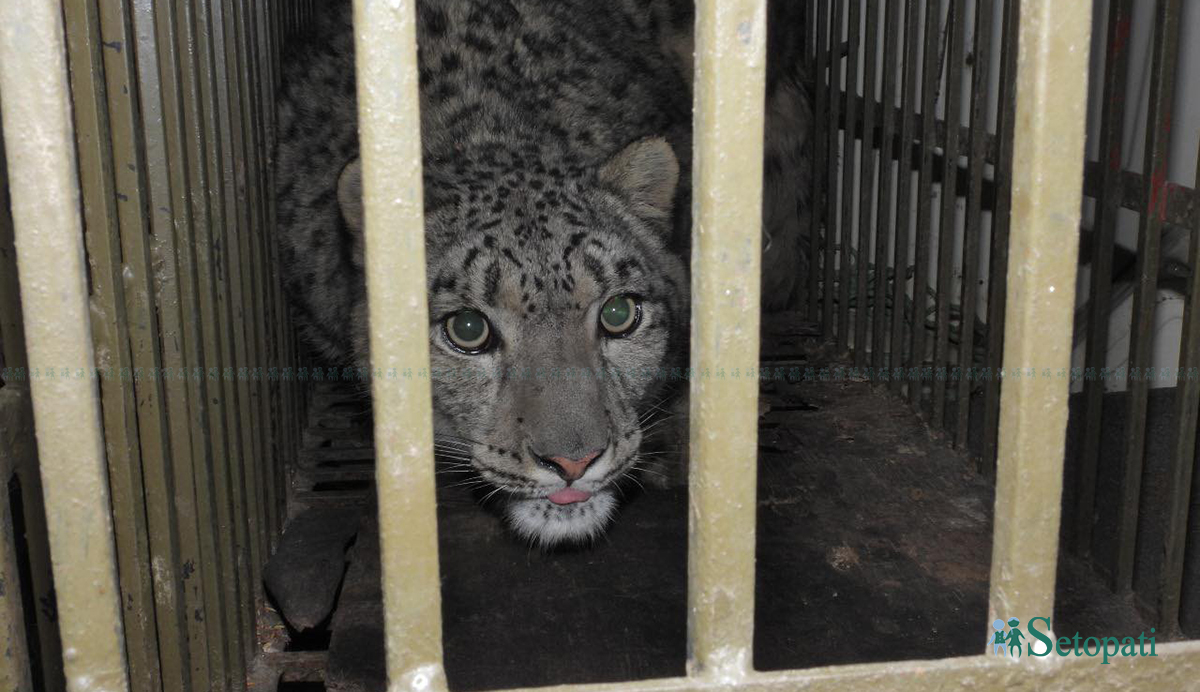 तस्बिर स्रोत: प्रकृति संरक्षण कोष