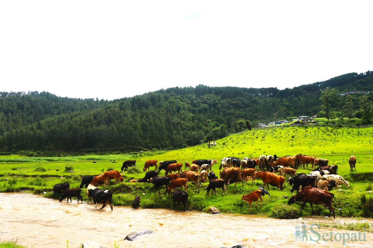 cow-arm-(1)-1751375436.jpg