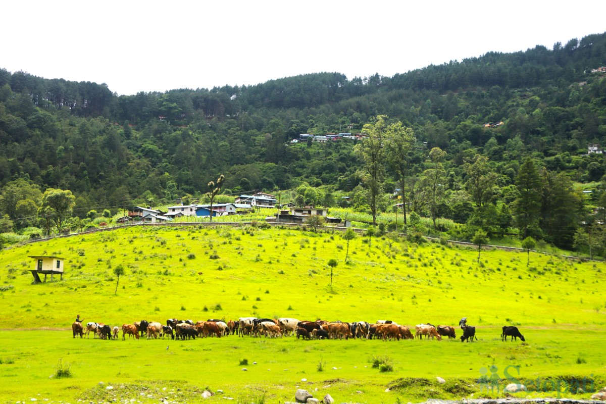 cow-arm-(10)-1751375440.jpg