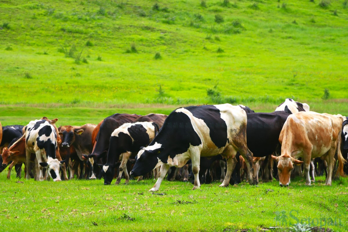 cow-arm-(11)-1751375441.jpg