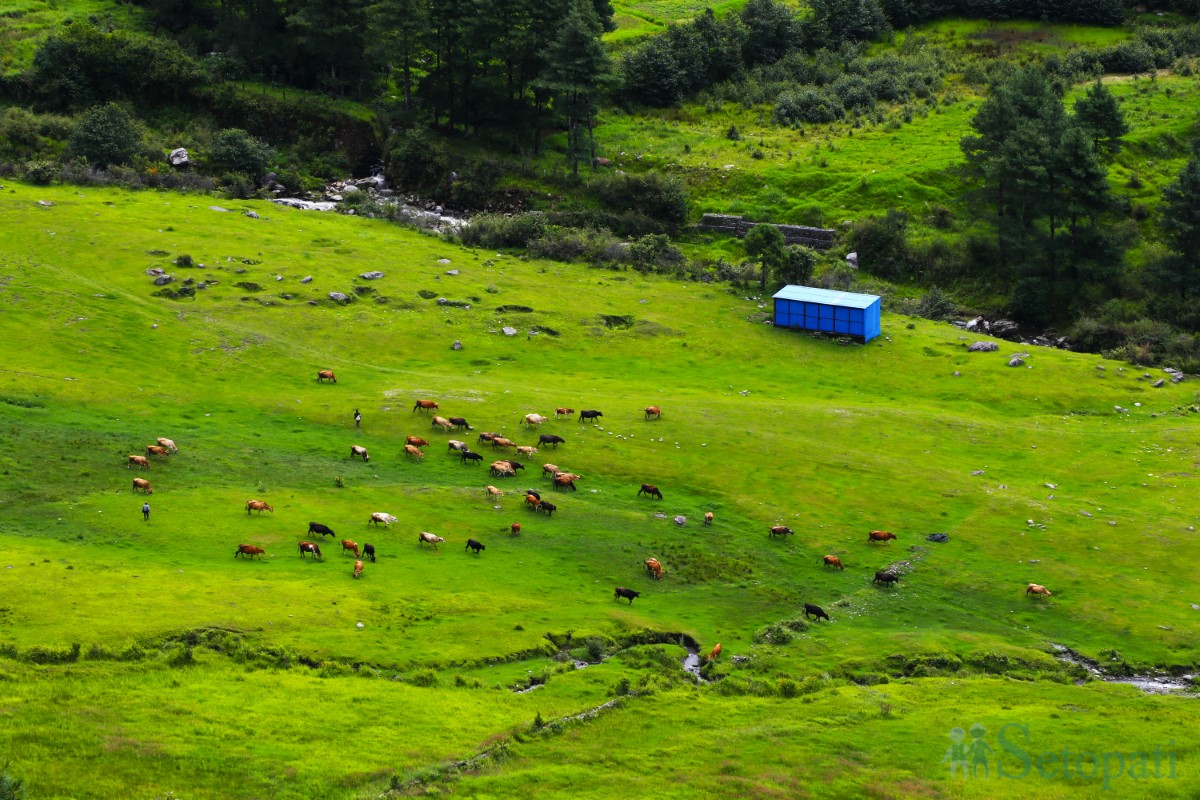cow-arm-(6)-1751375438.jpg