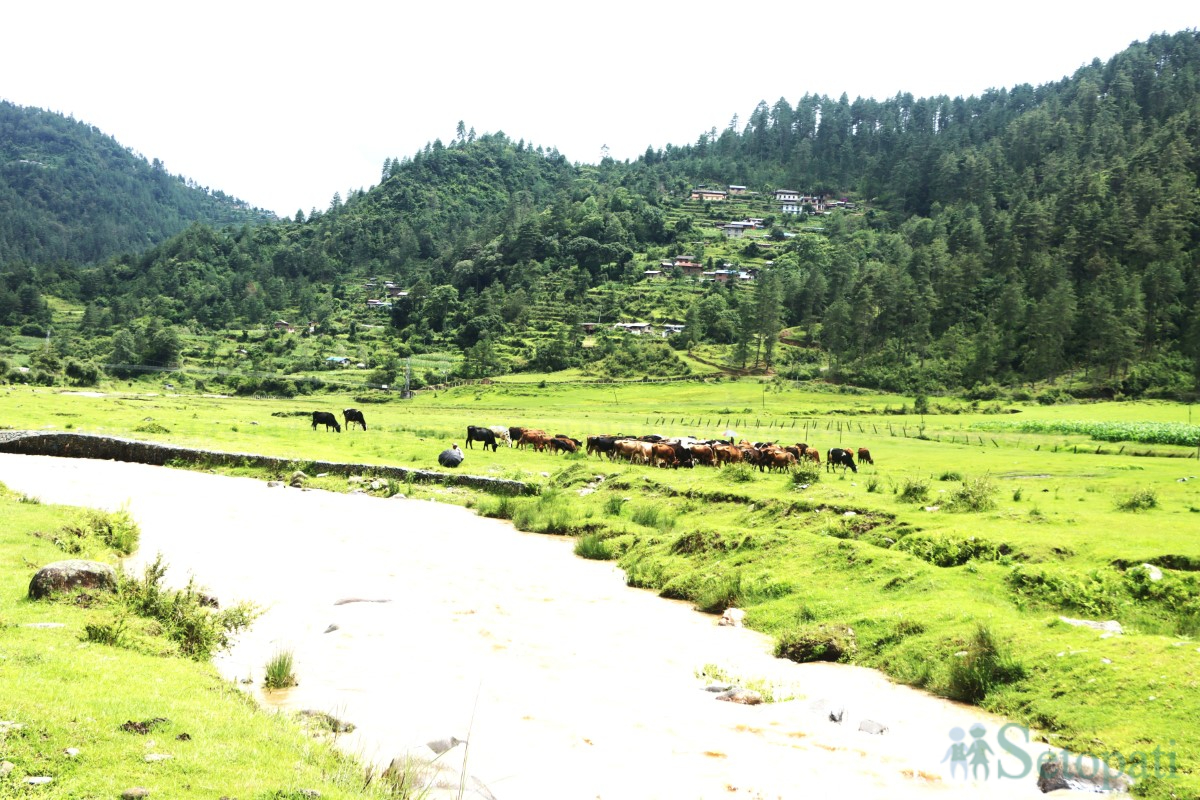 cow-arm-(8)-1751375439.jpg