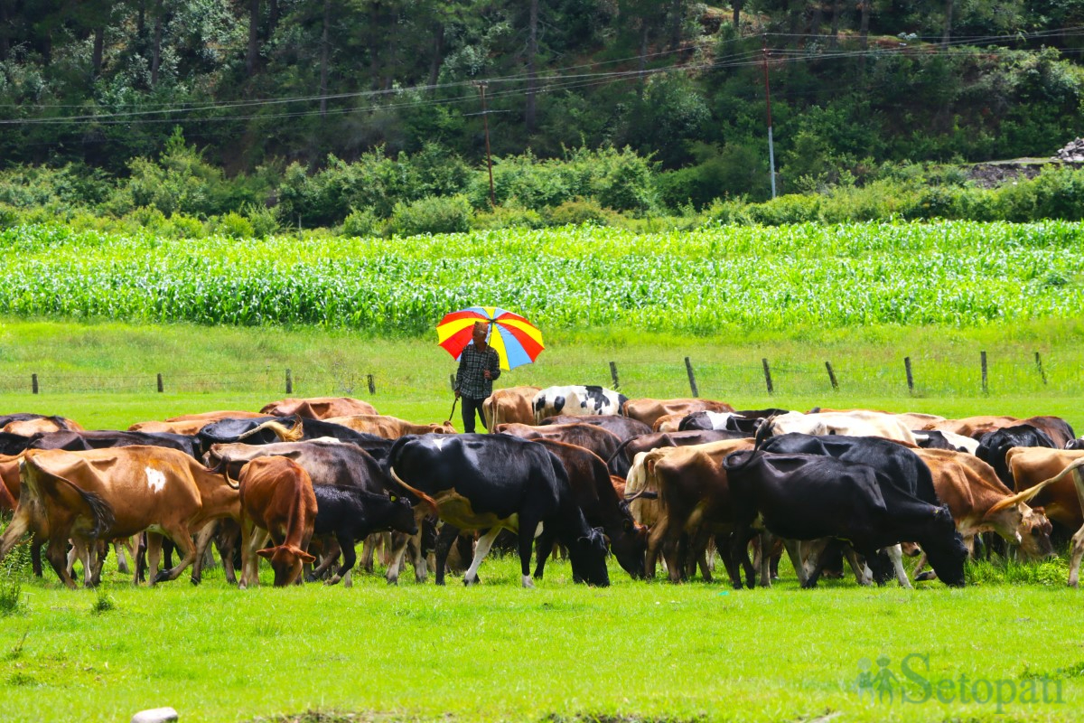 cow-arm-(9)-1751375440.jpg