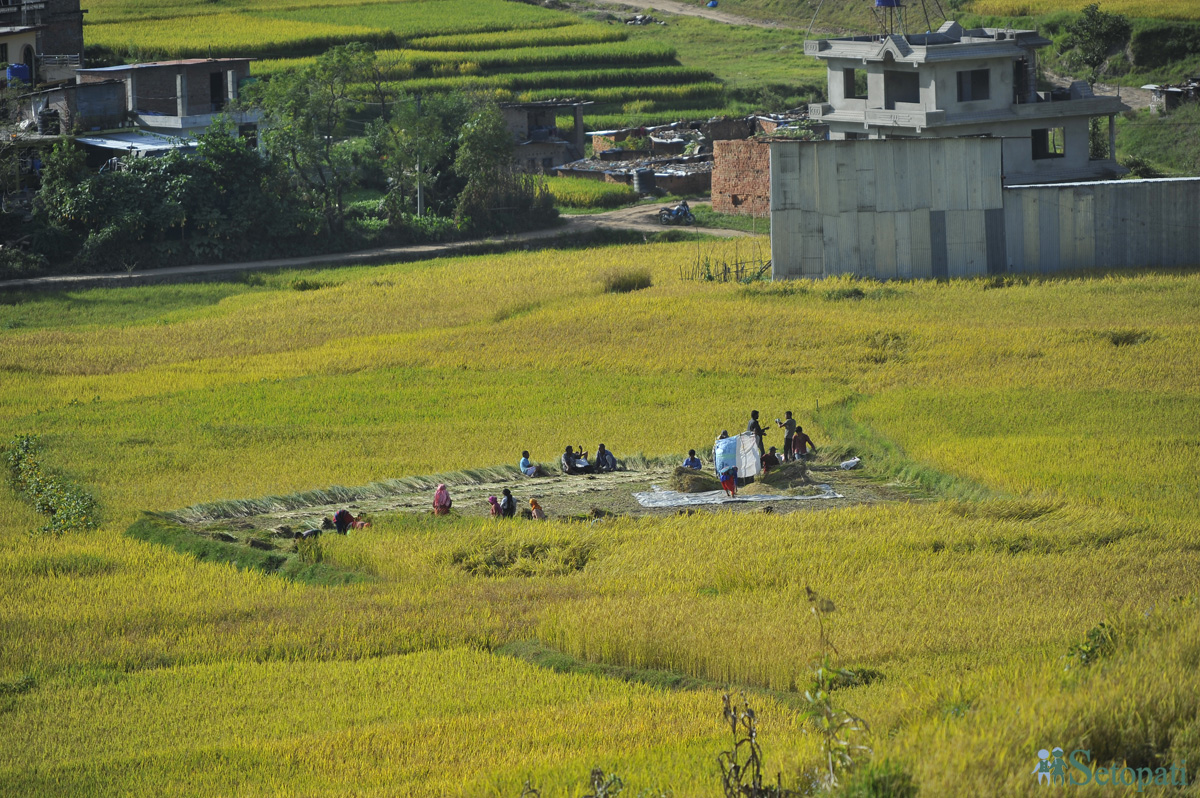 धान भित्र्याउँदै किसानहरू। तस्बिरः नारायण महर्जन/सेतोपाटी