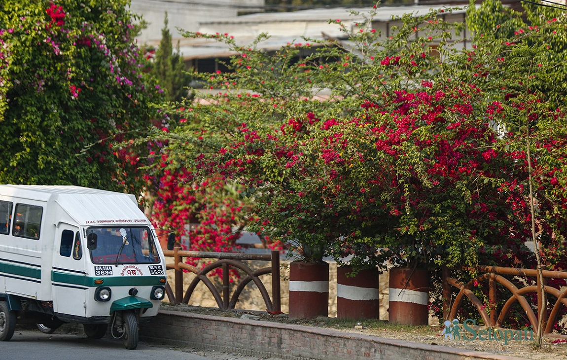 आजका तस्बिर- वैशाख ९