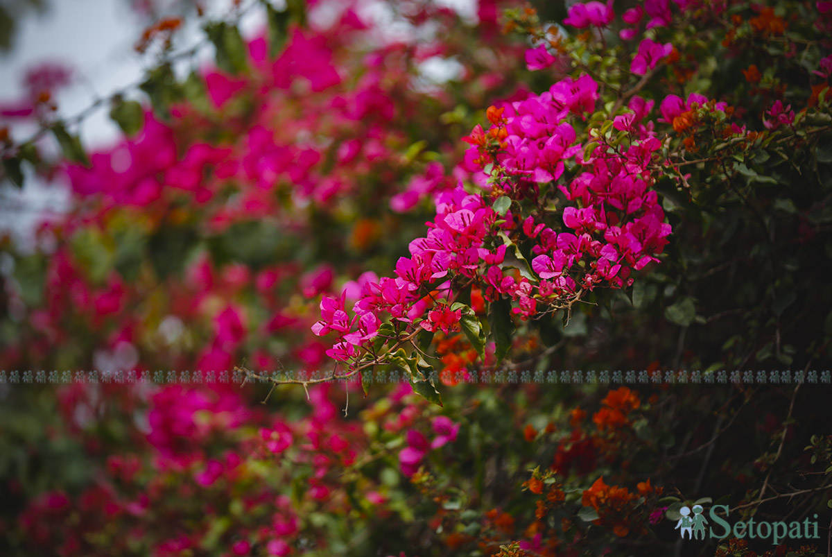 dhobikhola-ful--(14)-1742187748.jpg