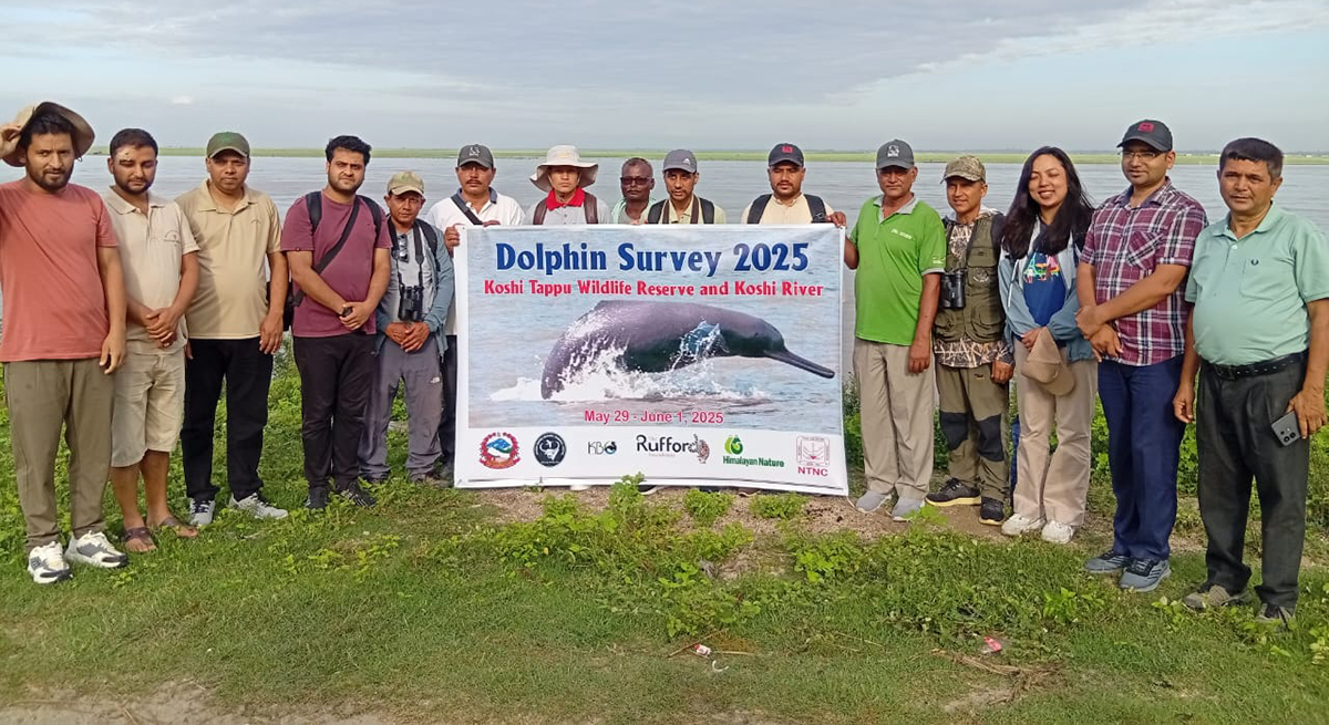 dolphin-(1)-copy-1749210903.jpg