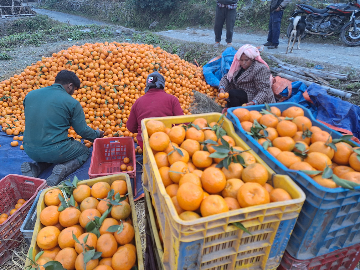 आजका तस्बिर- पुस २३