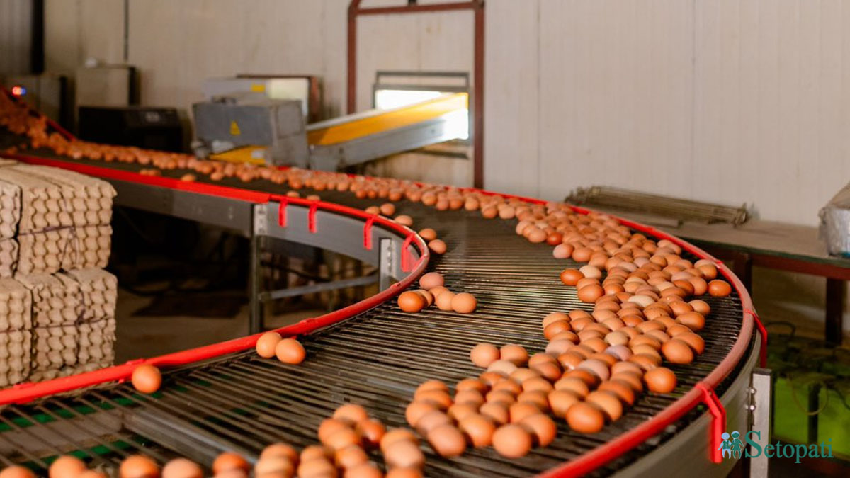 फाइल तस्बिर।