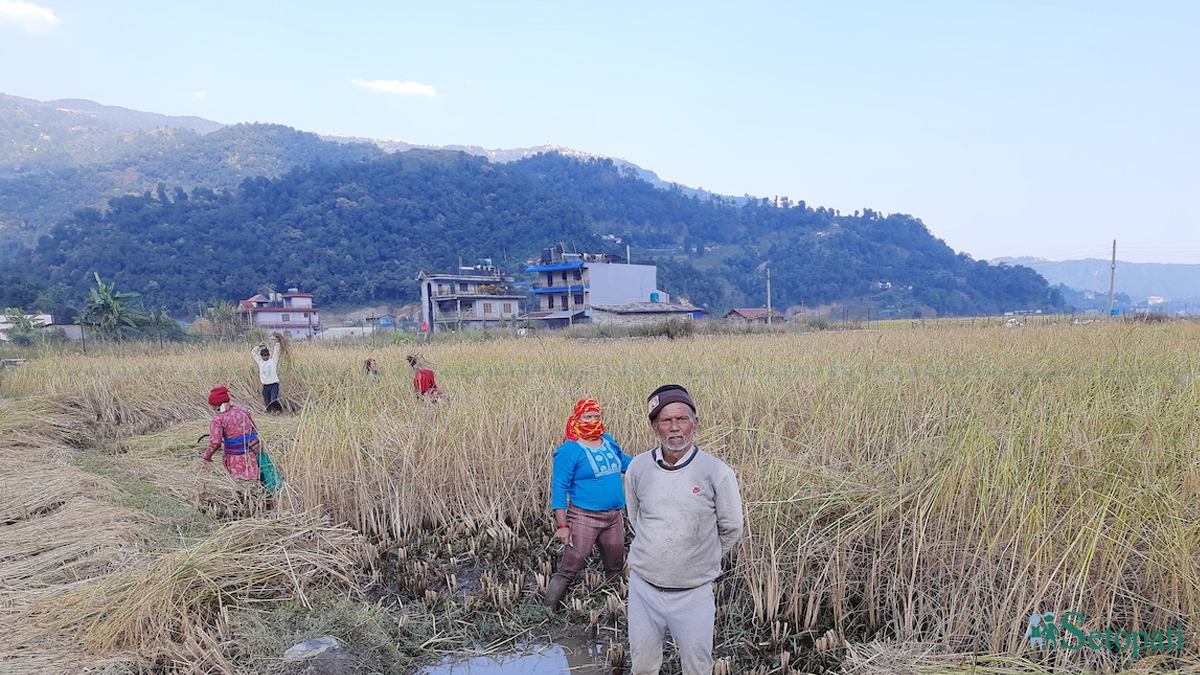 धान काट्दै जमुना गिरीको परिवार। तस्बिर : युवराज श्रेष्ठ/ सेतोपाटी