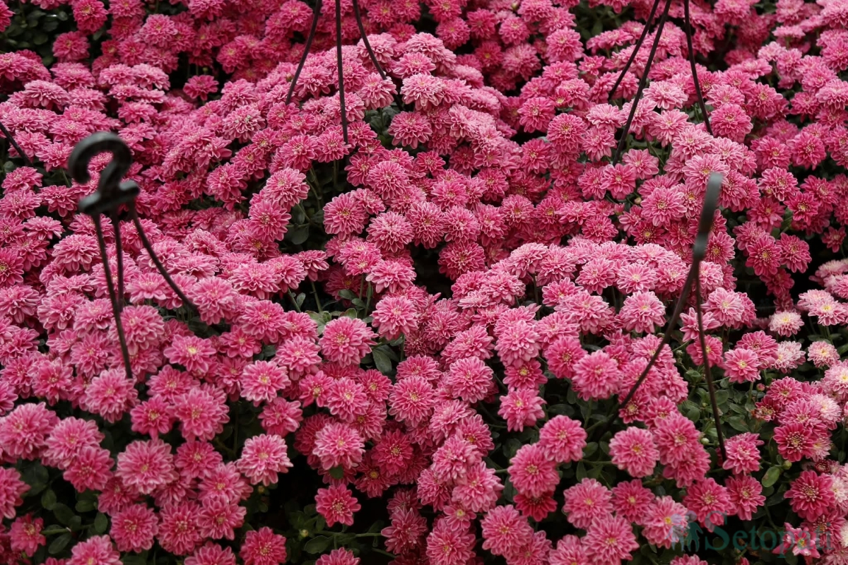 flower-(11)-1793264495.jpg