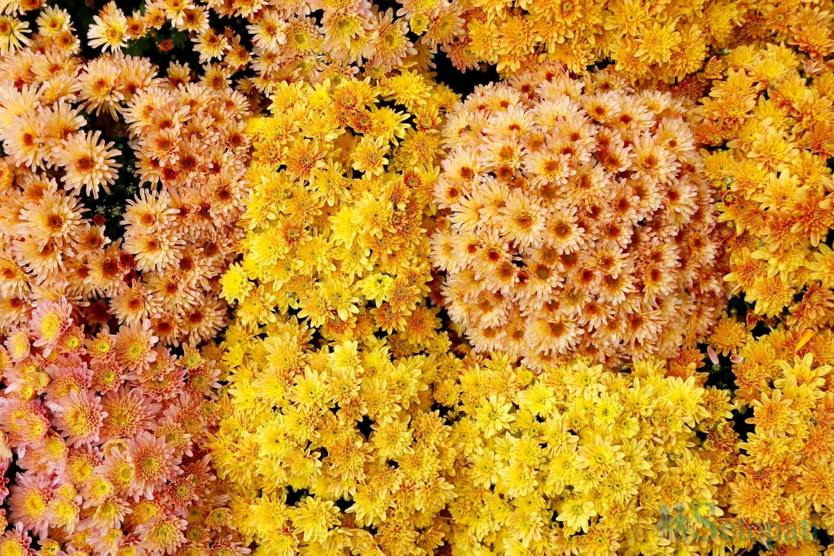 flower-(17)-1793264497.jpg