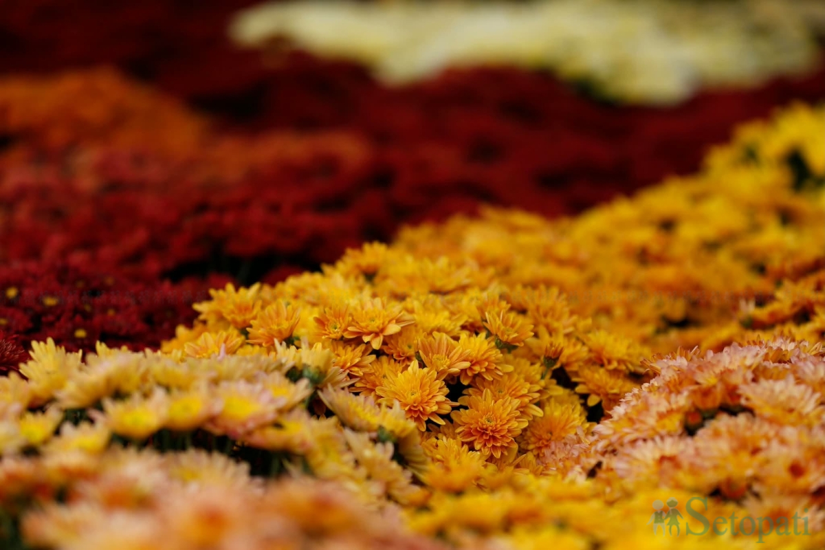 flower-(7)-1793264494.jpg