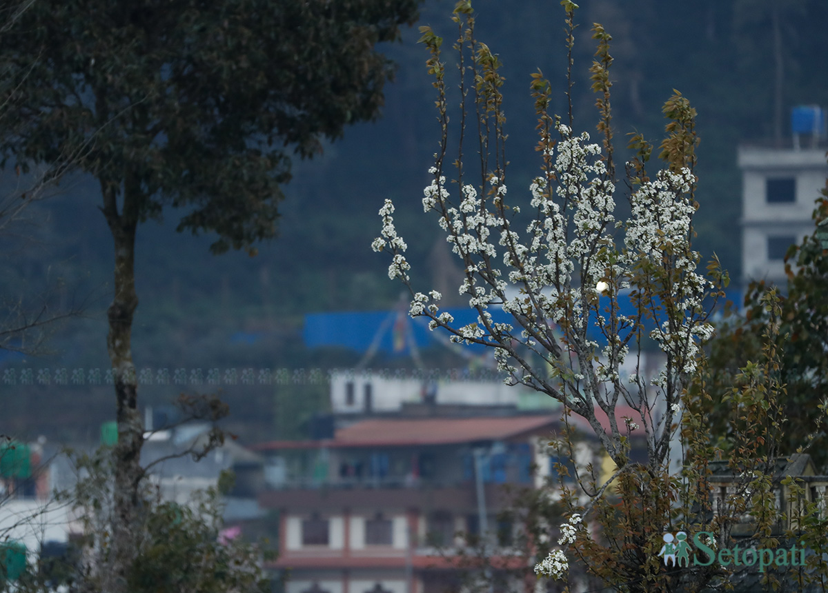 flower-in-ktm-(14)-1773208534.jpg