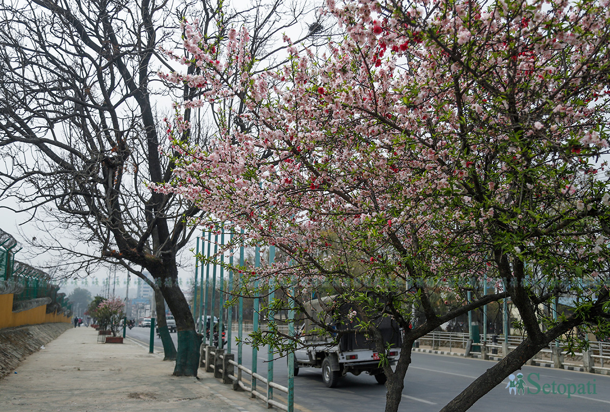 flower-in-ktm-(7)-1773208530.jpg