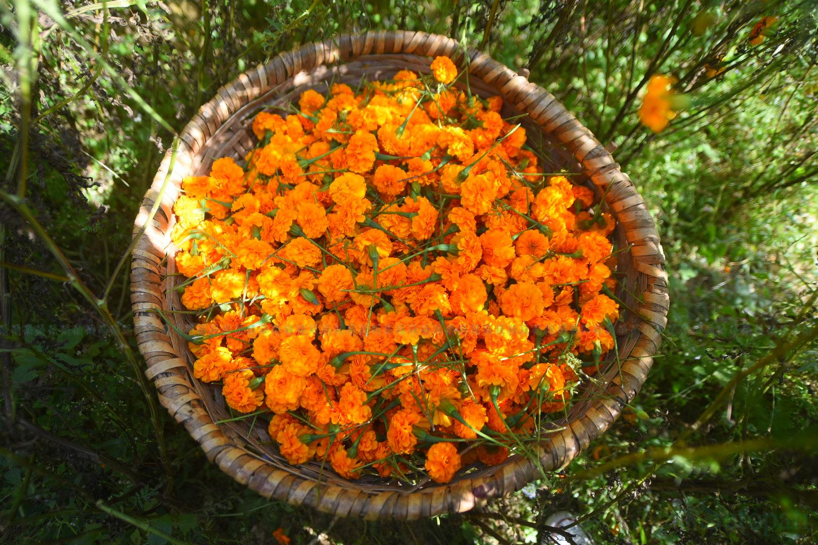 फाइल तस्बिर