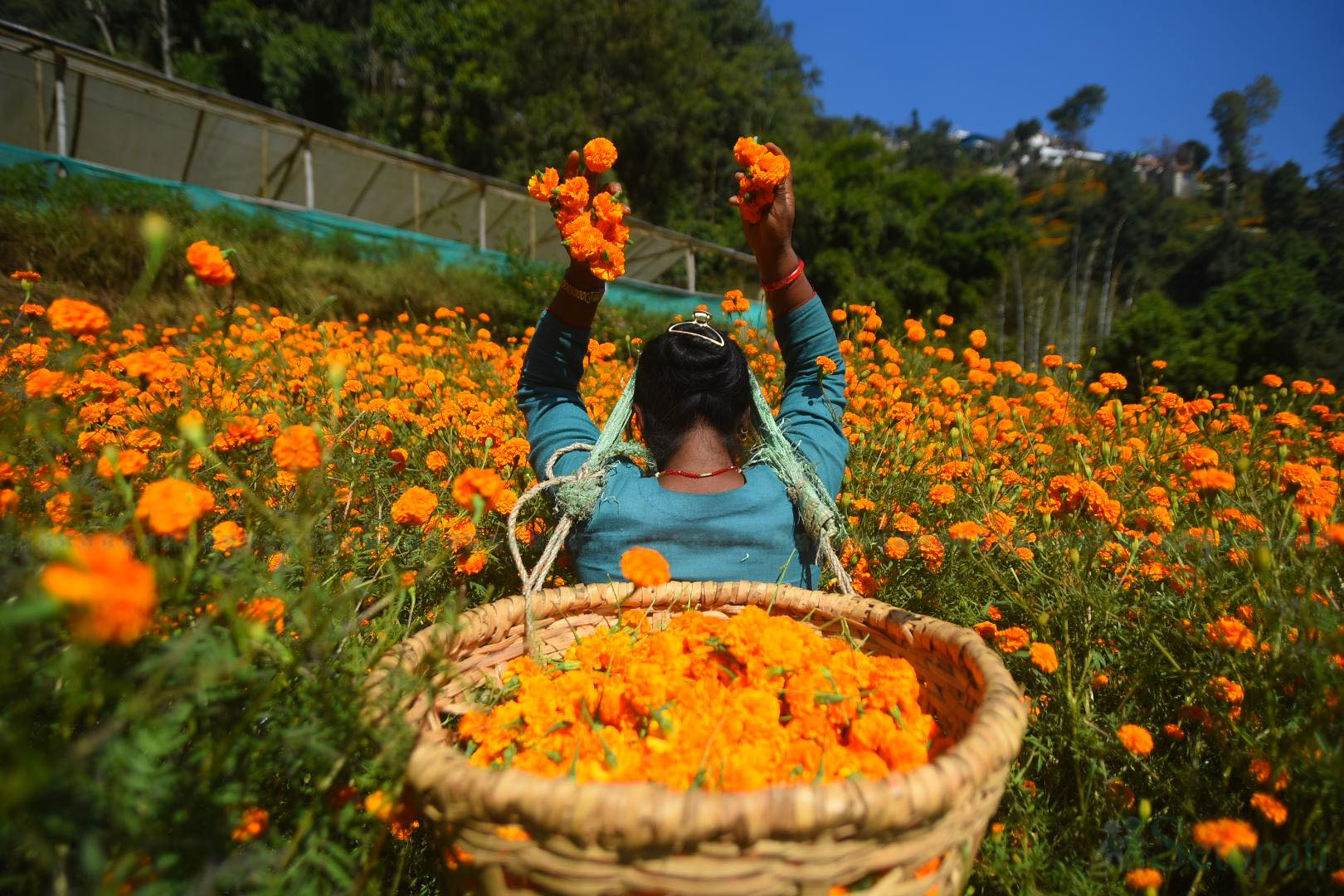 फाइल तस्बिर