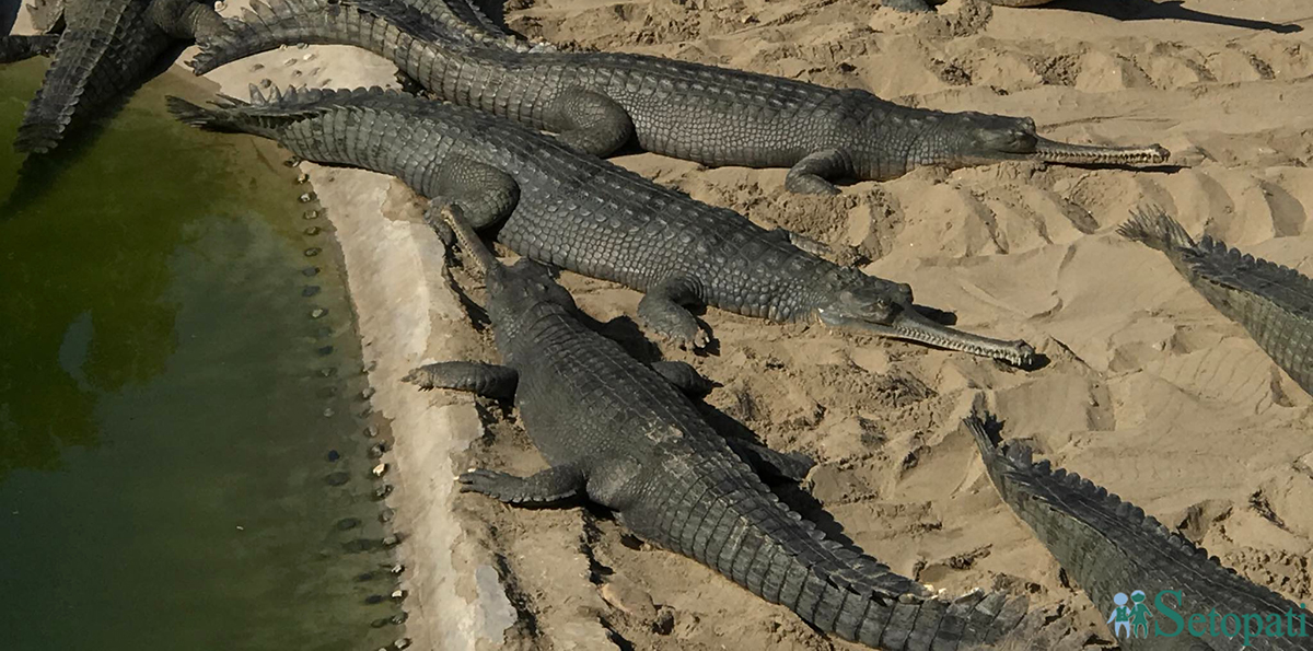 तस्बिरः मन्दिरा घिमिरे/ सेतोपाटी