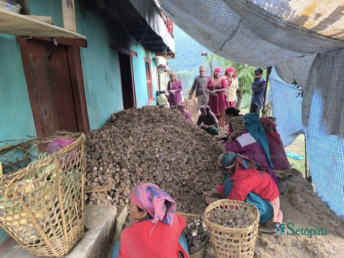 garlic-farming-story11-1751798333.jpg