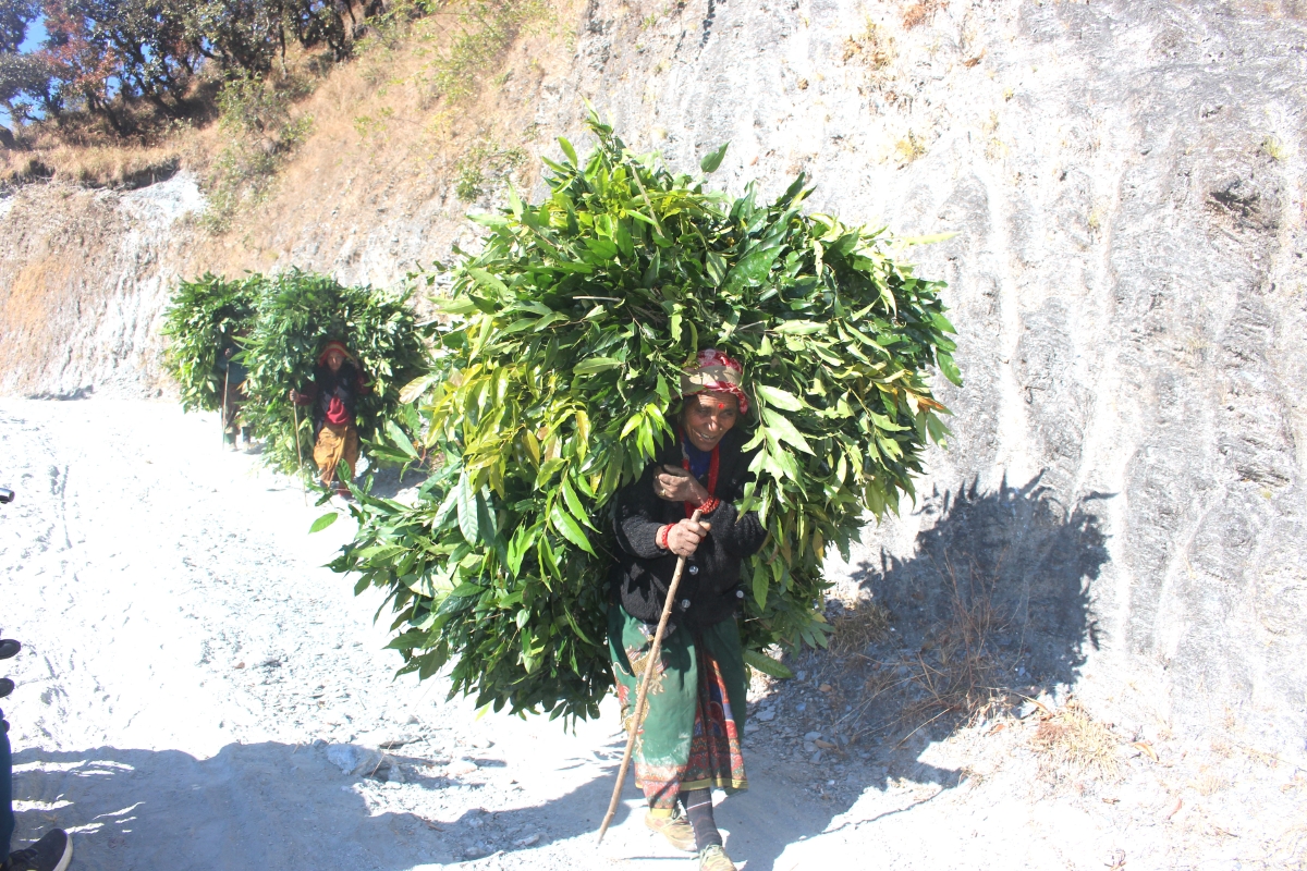गाईवस्तुलाई खुवाउन जङ्गलबाट घाँसको भारी लिएर घरतर्फ आउँदै म्याग्दीको धवलागिरि गाउँपालिका–५ मल्कबाङका किसान। तस्बिर: कमल खत्री/ रासस