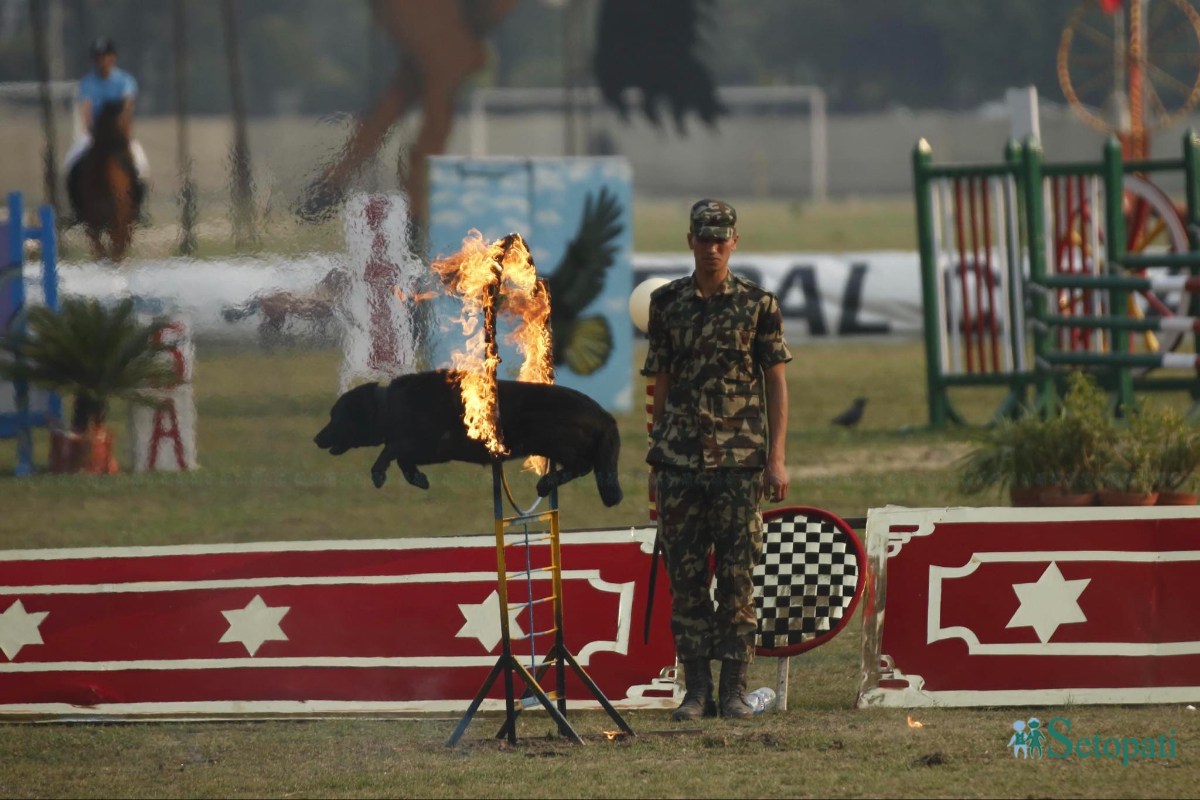 ghoda-jatra-(15)-ink-1712573841.jpeg