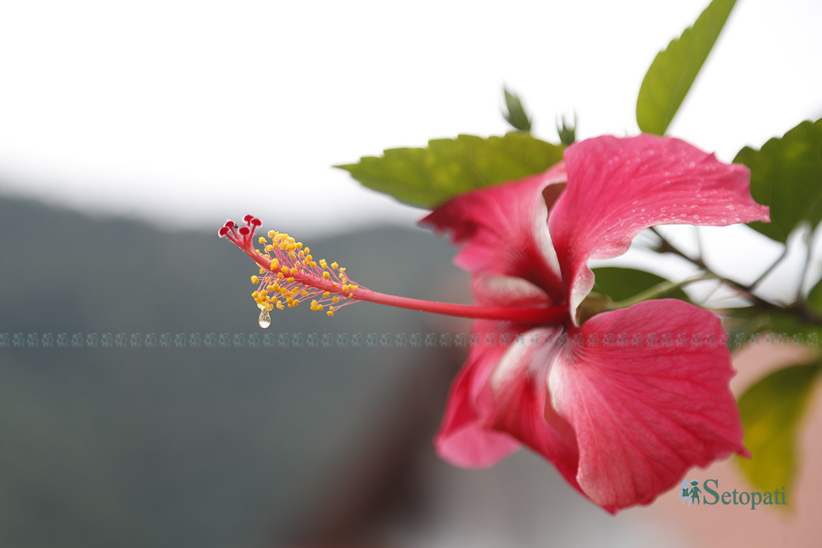 ghurkesh-(7)-1790393961.jpg