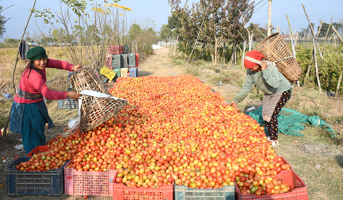 आजका तस्बिर- माघ १०
