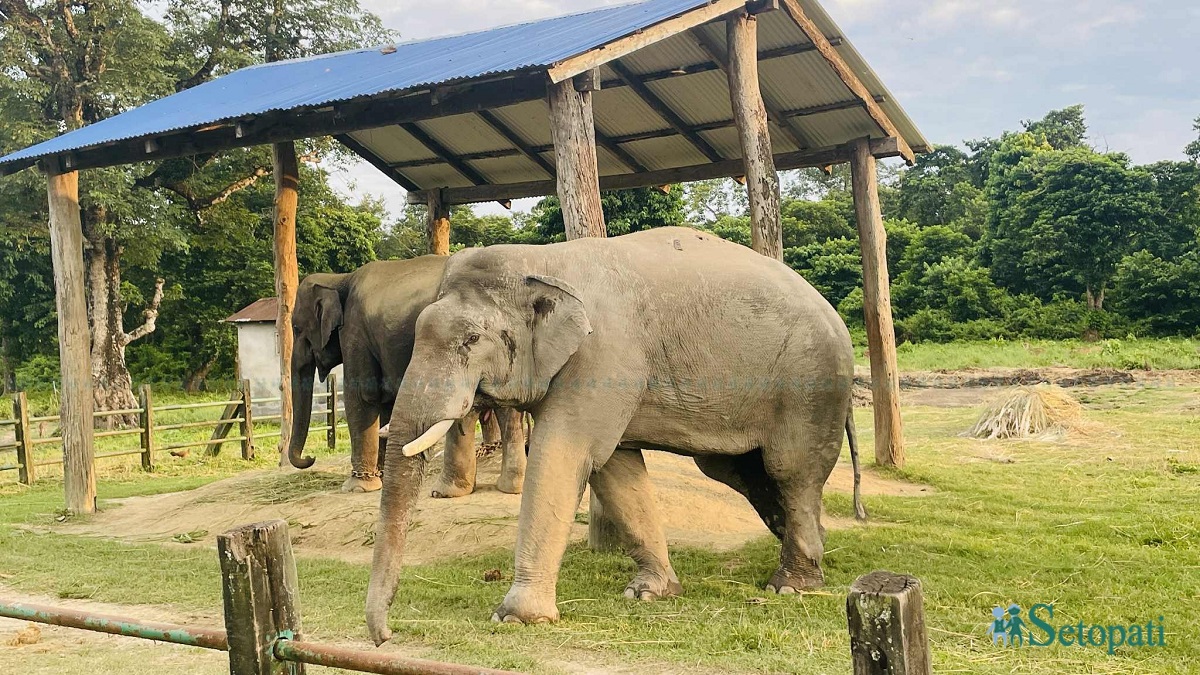 सेनामाथि आक्रमण गर्ने गोविन्दे नाम गरेको हात्ती। तस्बिर स्रोत: राजेश घिमिरे/सेतोपाटी (फाइल तस्बिर)