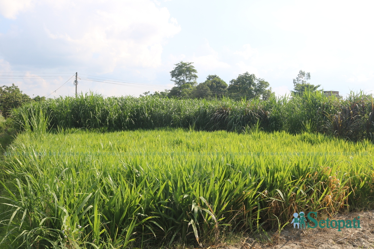grass3-1749654927.jpg