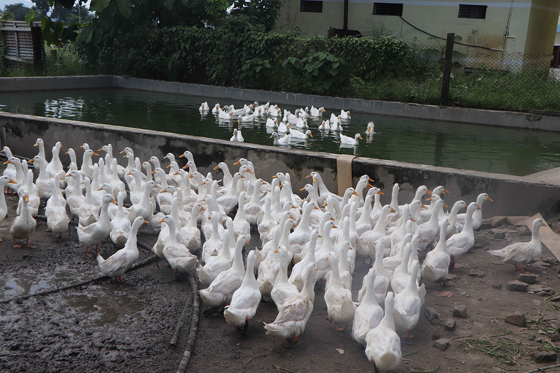 आजका तस्बिर- भदौ २३