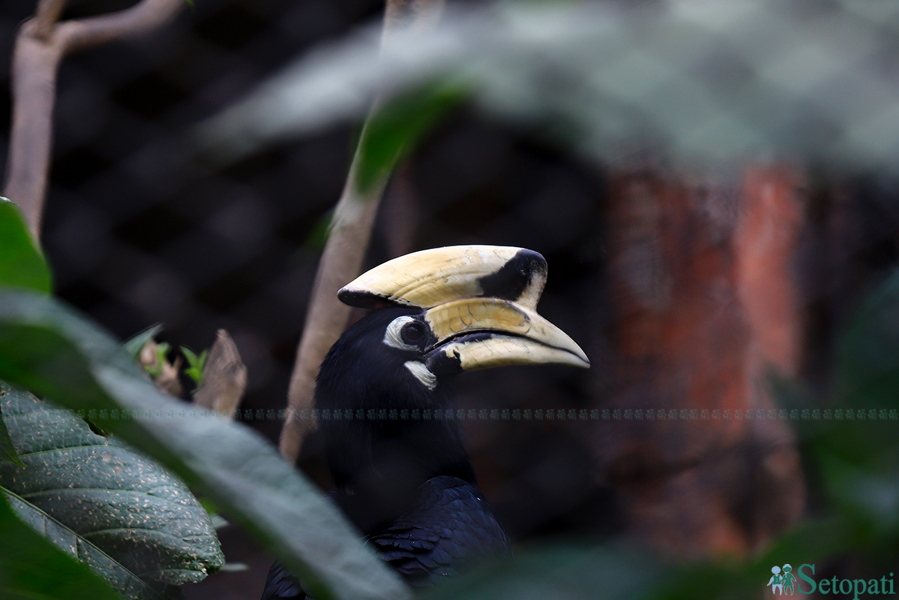 hornbill-1715098420.jpg