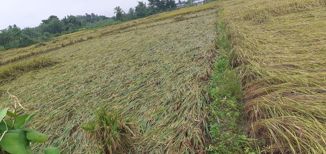 वर्षा र हावाहुरीले मोरङ पथरी-शनिश्चरे नगरपालिका-२ का किसानको पाक्न लागेको धान लडाएको छ। तस्बिर : सेतोपाटी