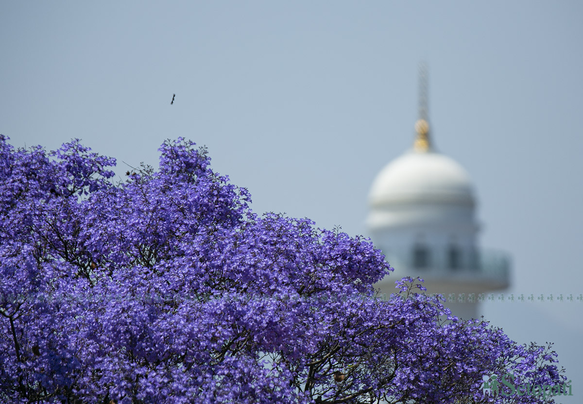 आजका तस्बिर- वैशाख १