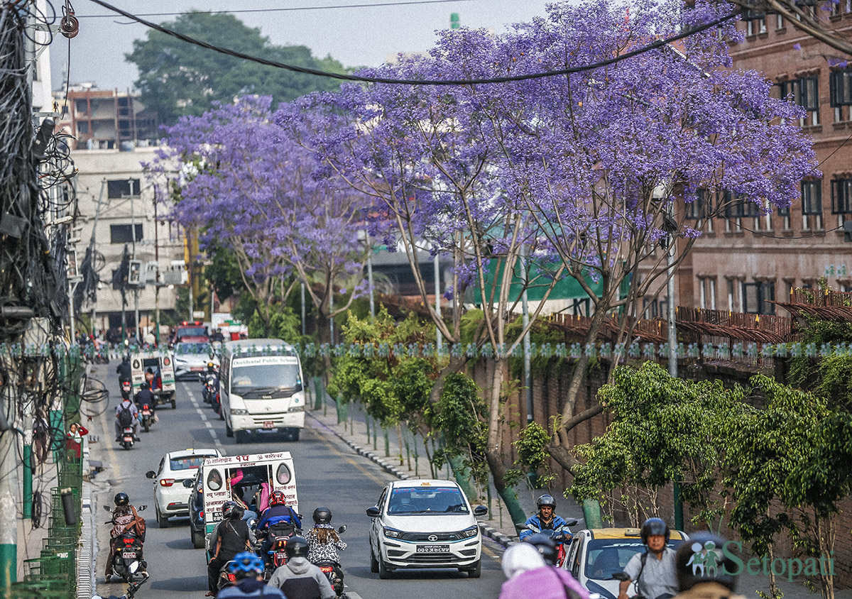 jakaranda-(13)-1778046602.jpg