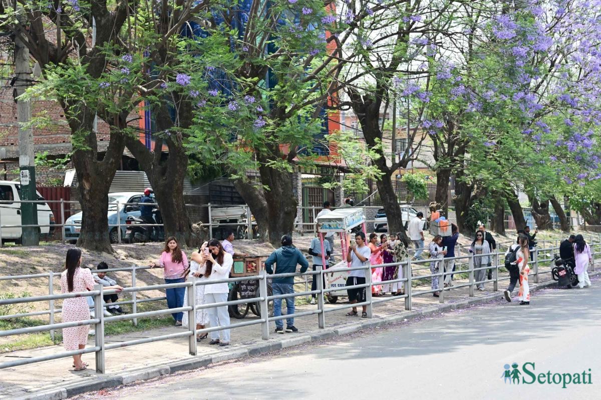 jakaranda-(15)-ink-1747376868.jpeg