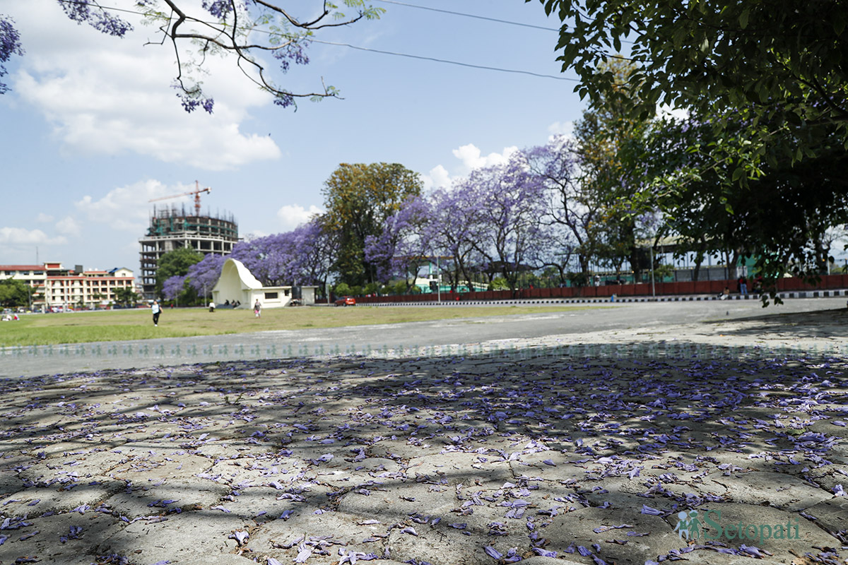 jakaranda-(5)-1778046601.jpg