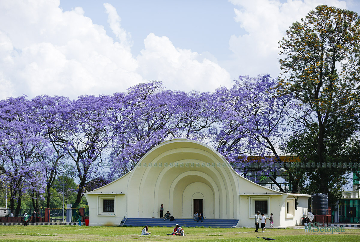 jakaranda-(7)-1778046601.jpg