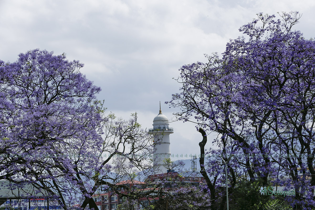 jakaranda-(8)-1778046601.jpg