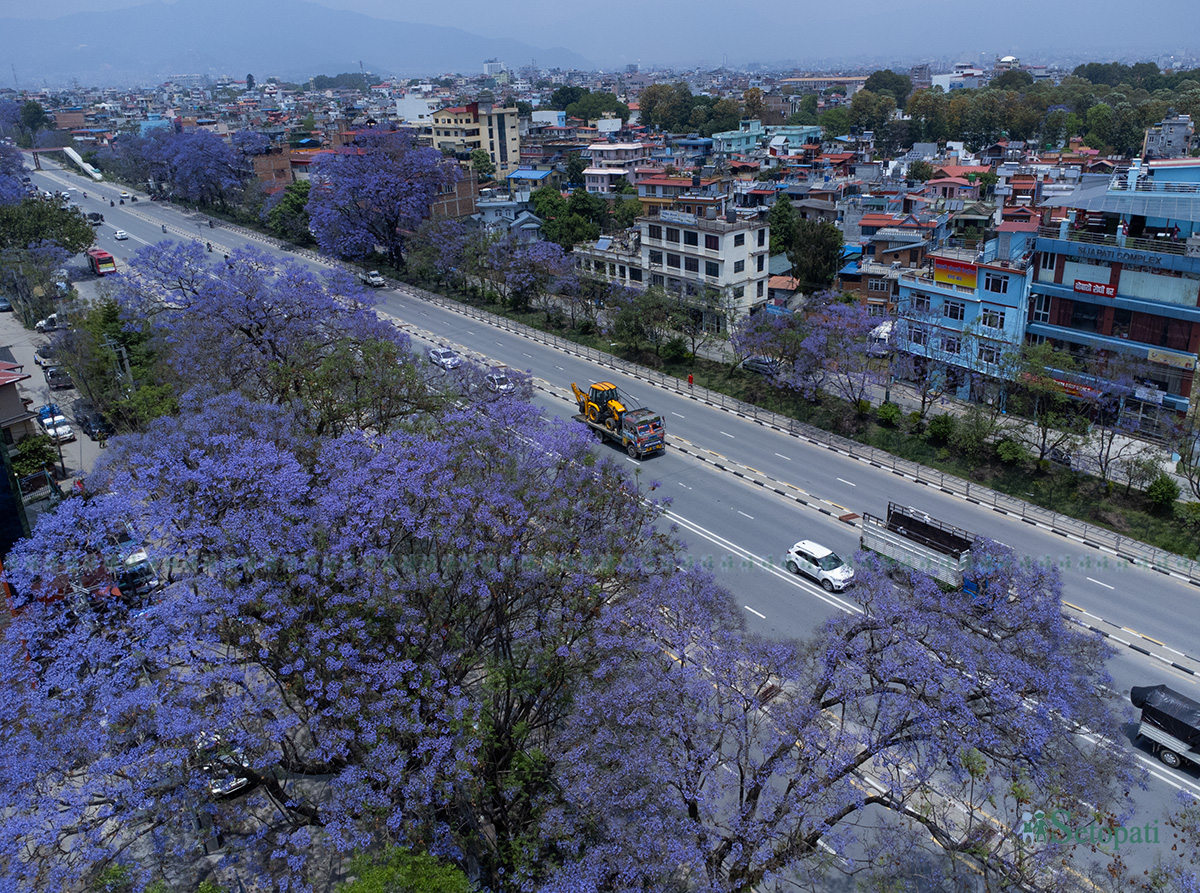 jyakaranda-(12)-1777447951.jpg