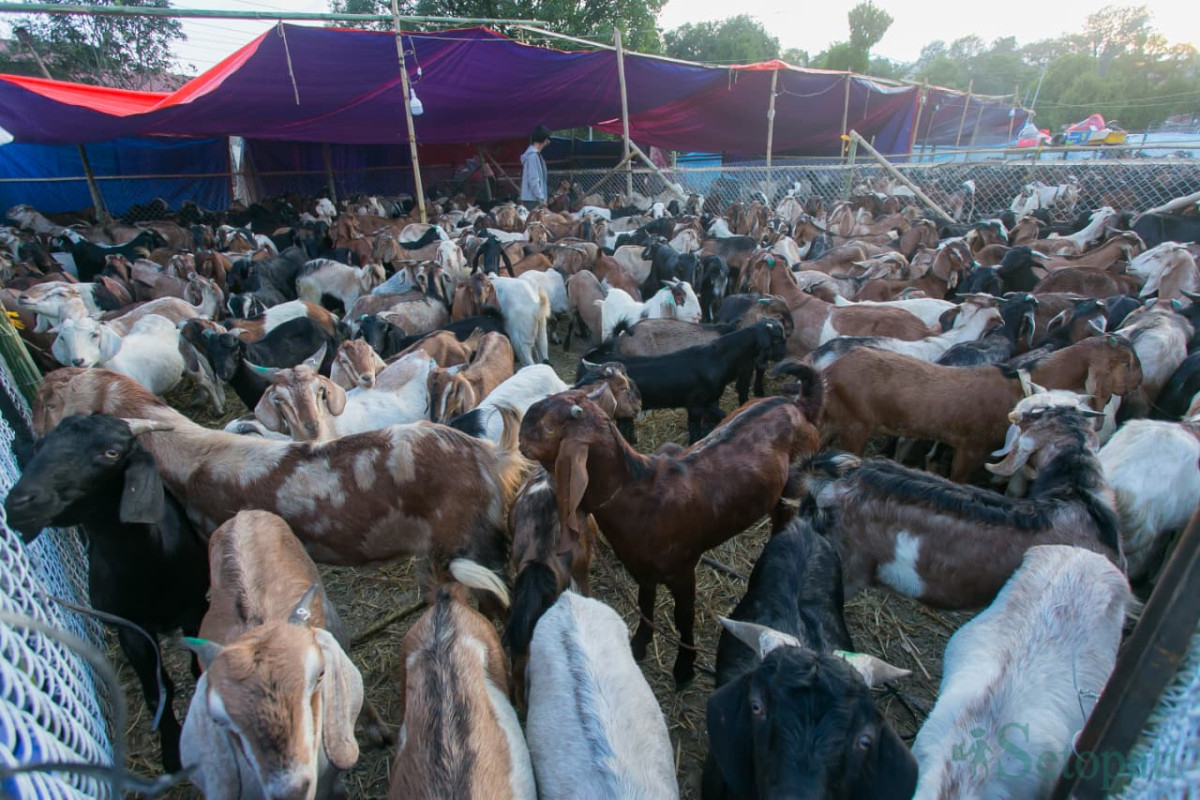 khasi-(5)-1792227076.jpg
