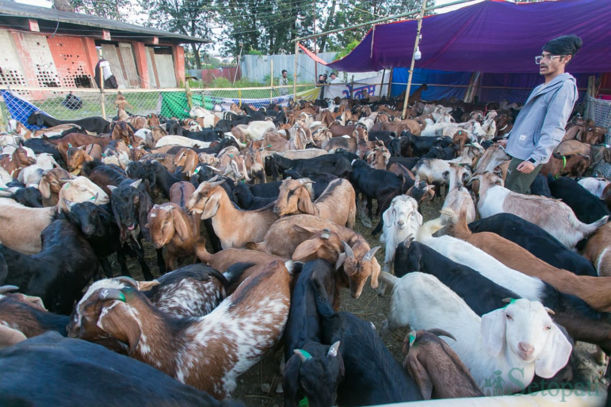 khasi-(8)-1792227077.jpg