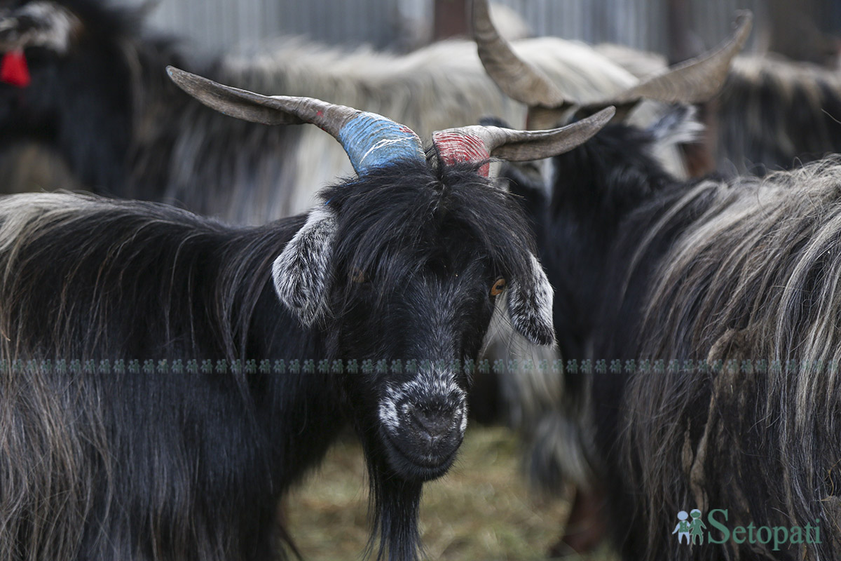 khasi-boka-(13)-1758694452.jpg