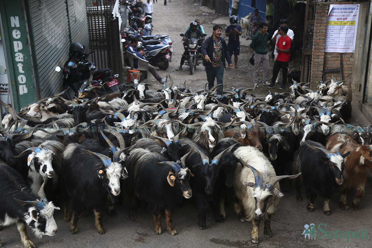 khasi-boka-(17)-1758694453.jpg