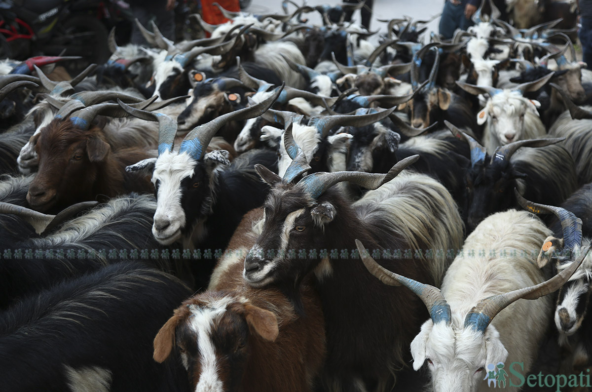 khasi-boka-(18)-1758694453.jpg