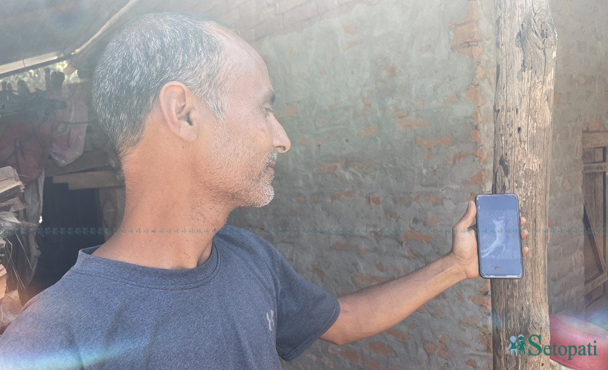 बाघको आक्रमणबाट मरेको बाख्राको फोटो मोबाइलमा देखाउँदै बाख्रापालक किसान सूर्यप्रसाद पौडेल। तस्बिरः राजेश घिमिरे/सेतोपाटी