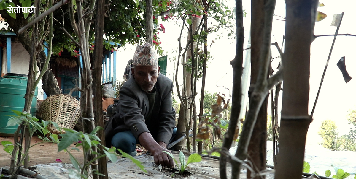 जलवायु परिवर्तनको क्षतिबाट बाली जोगाउन कृषकहरूले के गर्नुपर्छ? (भिडिओ)